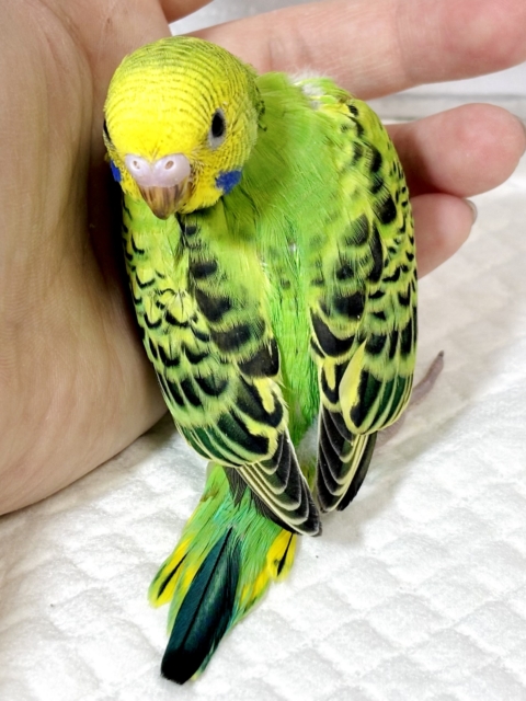 セキセイインコ