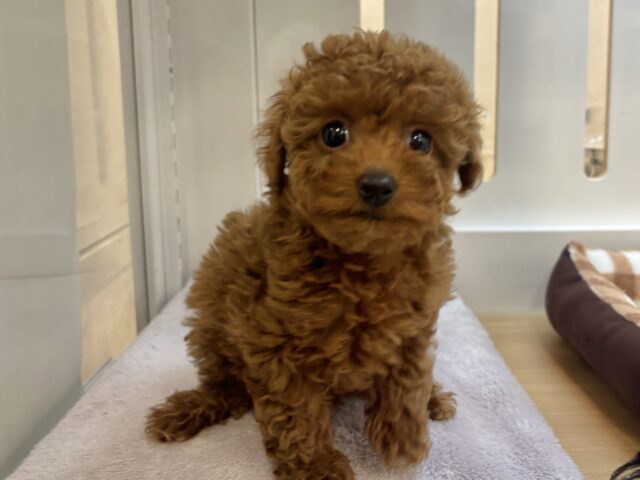 トイプードル