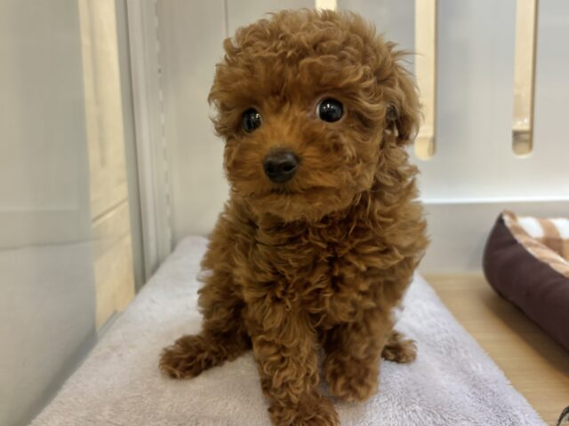 トイプードル