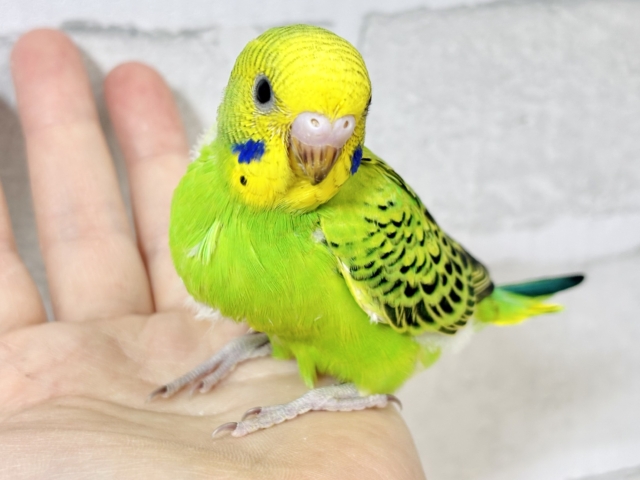 セキセイインコ