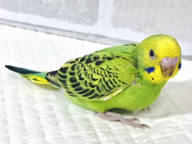 セキセイインコ