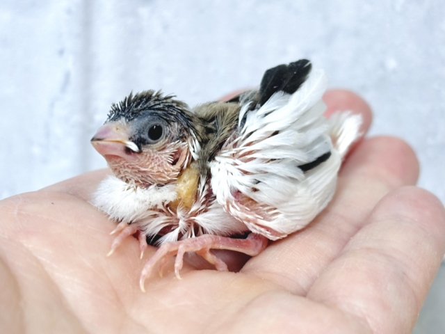 十姉妹（ジュウシマツ）