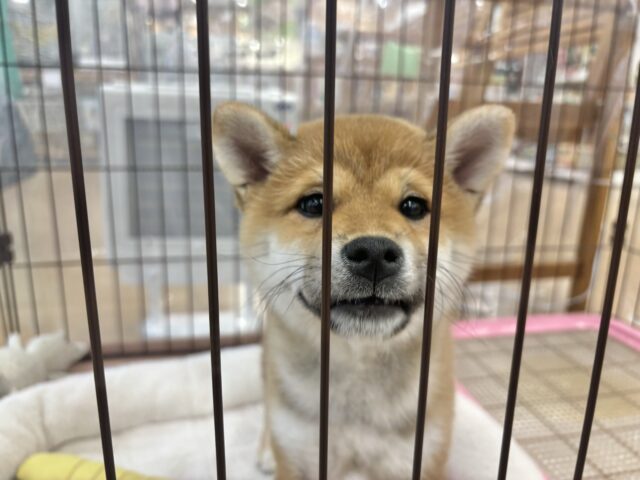 柴犬