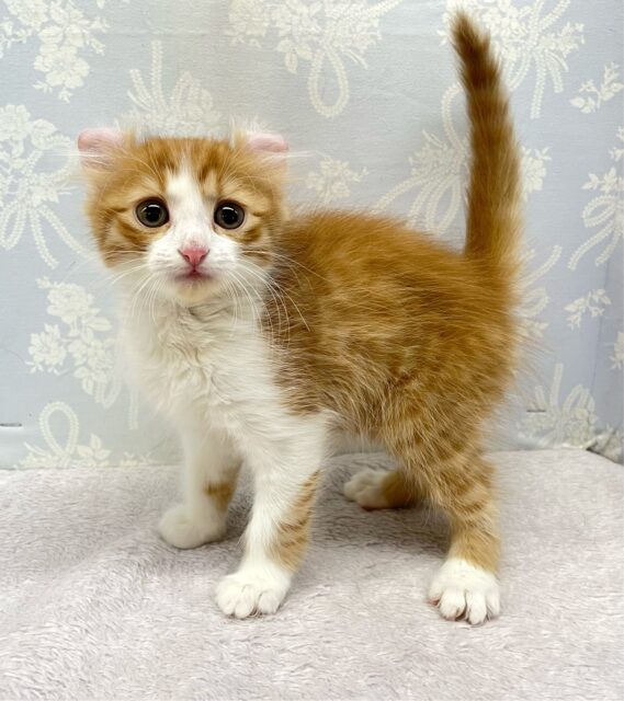 アメリカンカール