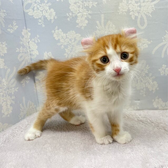 アメリカンカール