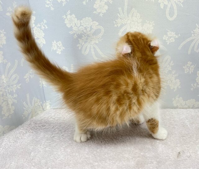 アメリカンカール