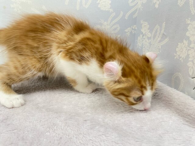 アメリカンカール