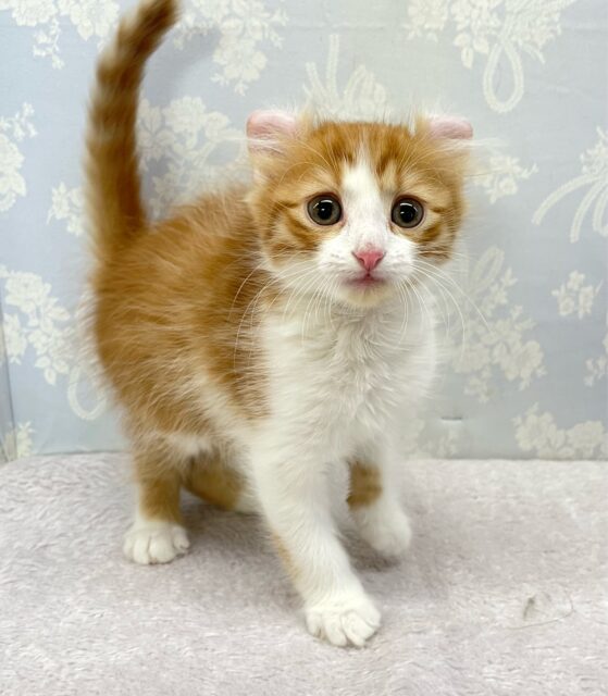 アメリカンカール