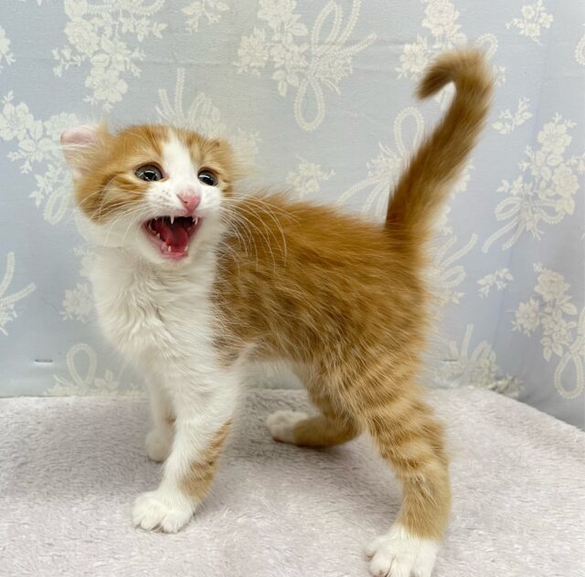 アメリカンカール