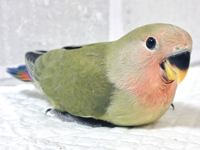 コザクラインコ（小桜インコ）