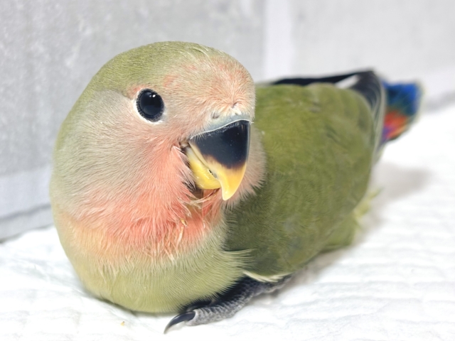 コザクラインコ（小桜インコ）