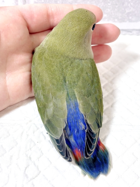 コザクラインコ（小桜インコ）
