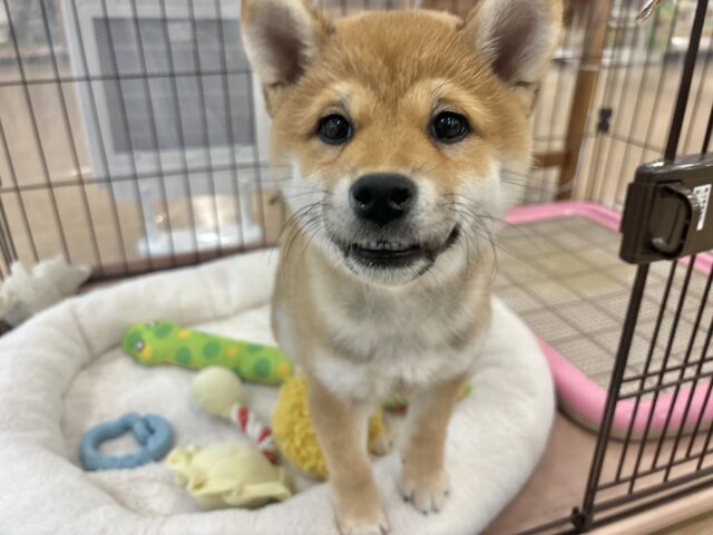 柴犬