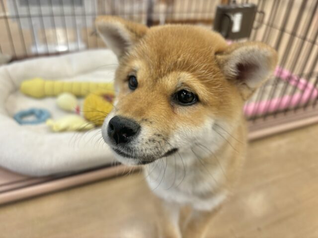 柴犬