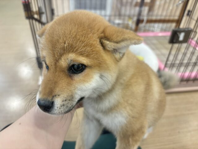 柴犬