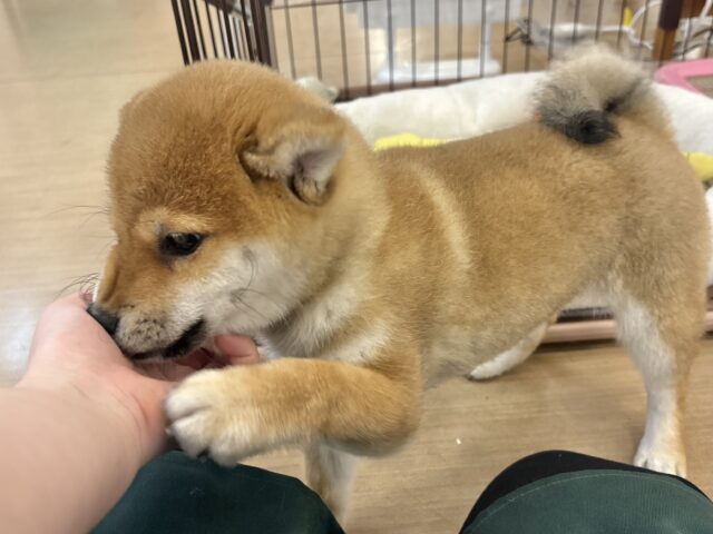 柴犬
