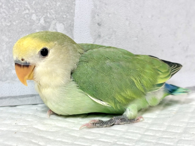 コザクラインコ（小桜インコ）