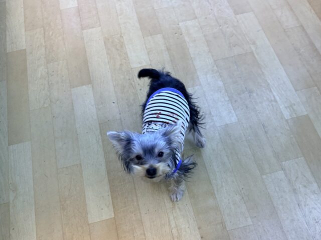 ヨークシャテリア