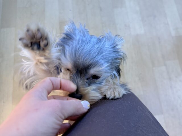 ヨークシャテリア