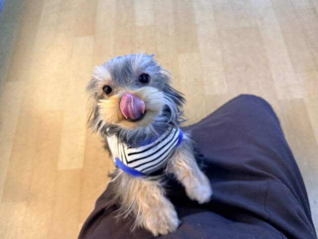 ヨークシャテリア