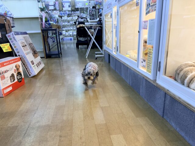 ヨークシャテリア