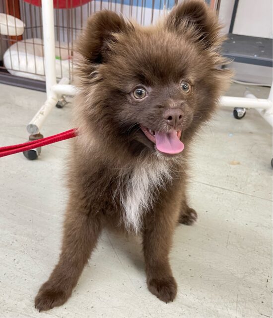 ポメラニアン