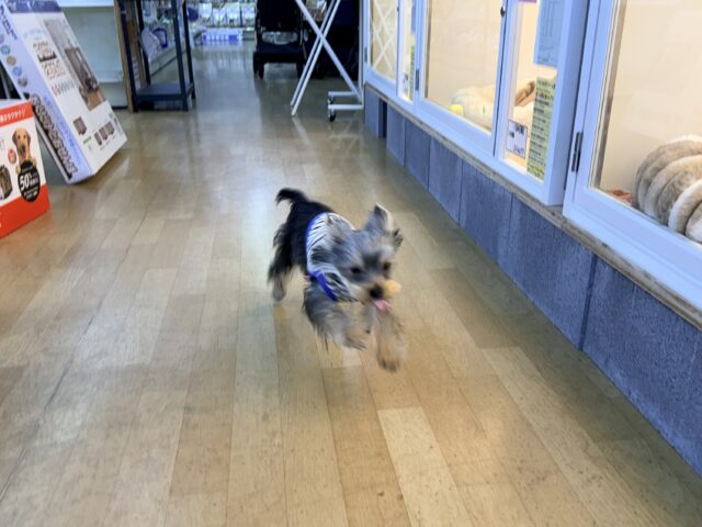 ヨークシャテリア