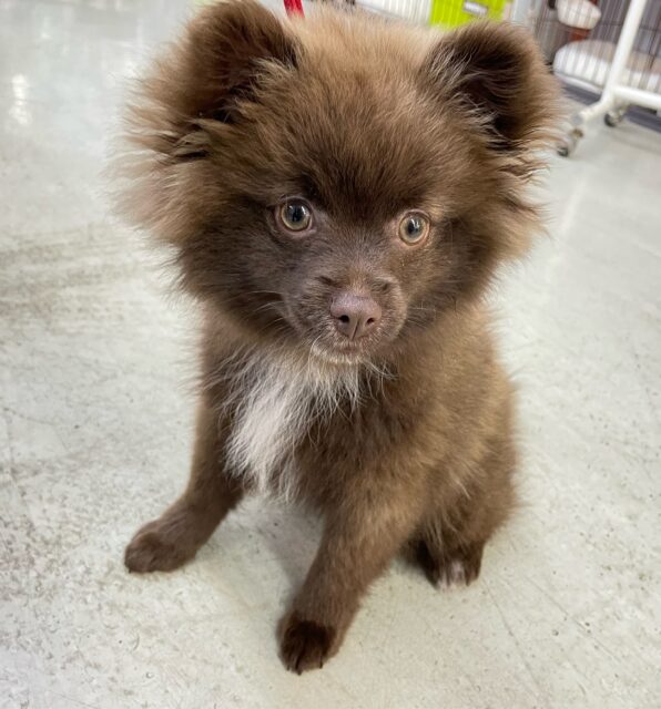 ポメラニアン