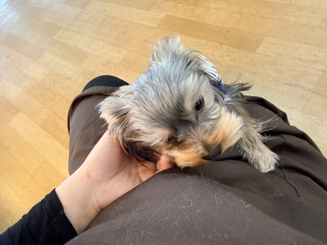 ヨークシャテリア