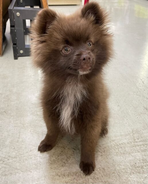 ポメラニアン