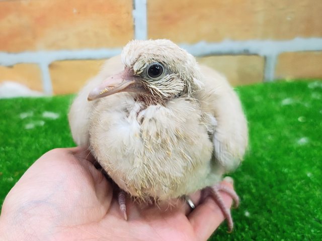 ジュズカケバト