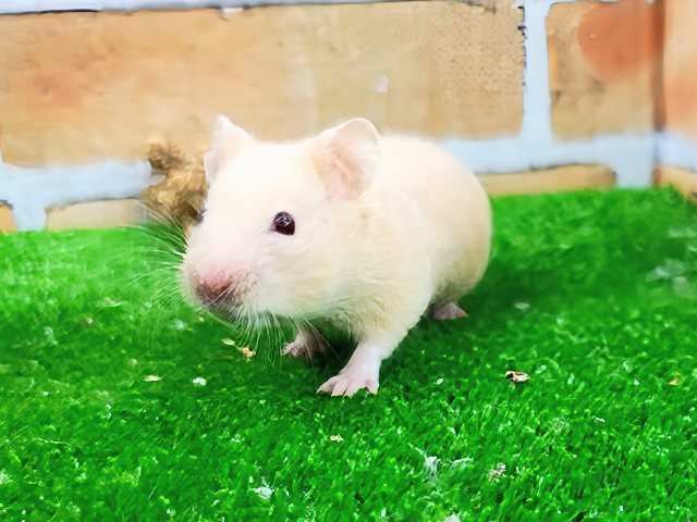 ゴールデンハムスター