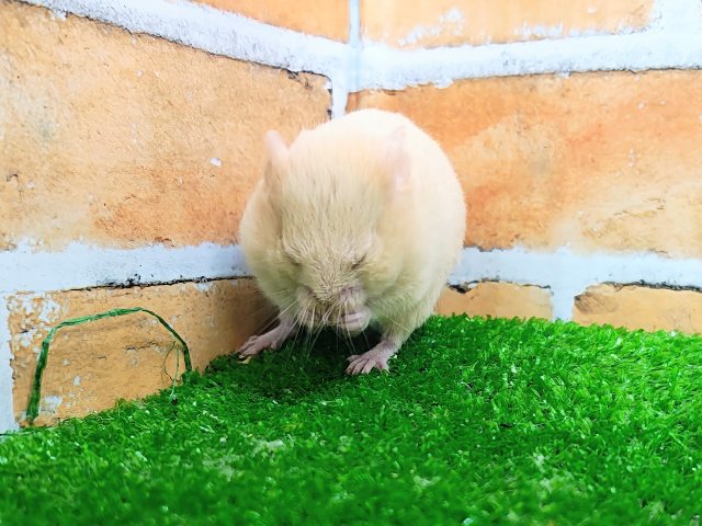 ゴールデンハムスター