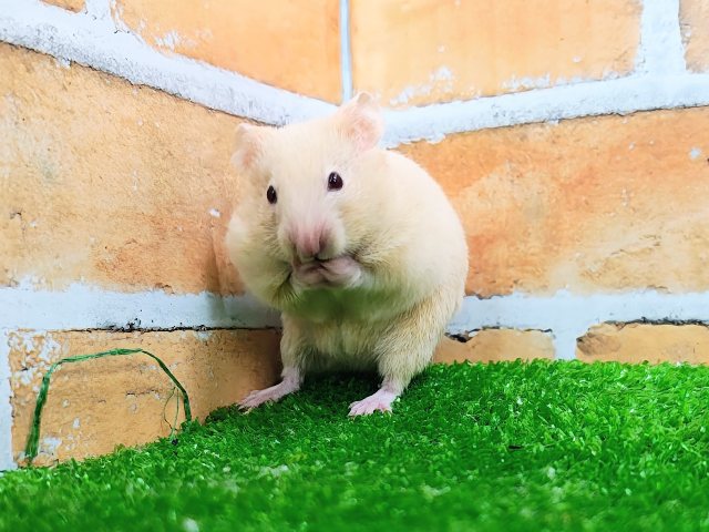 ゴールデンハムスター