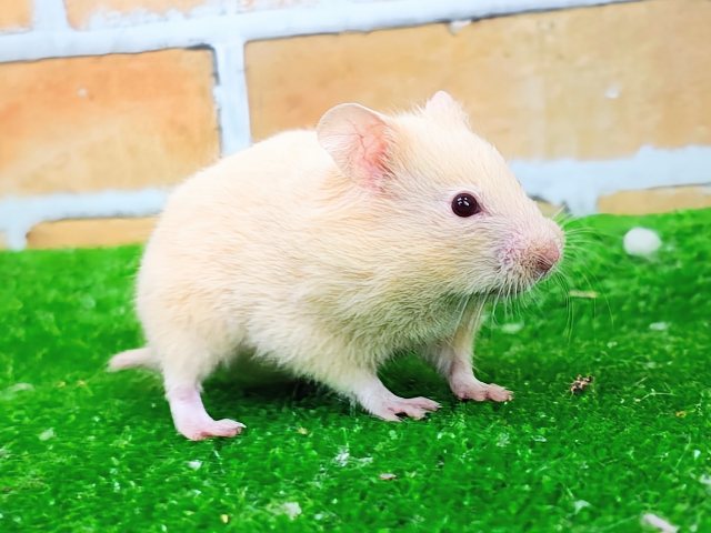 ゴールデンハムスター