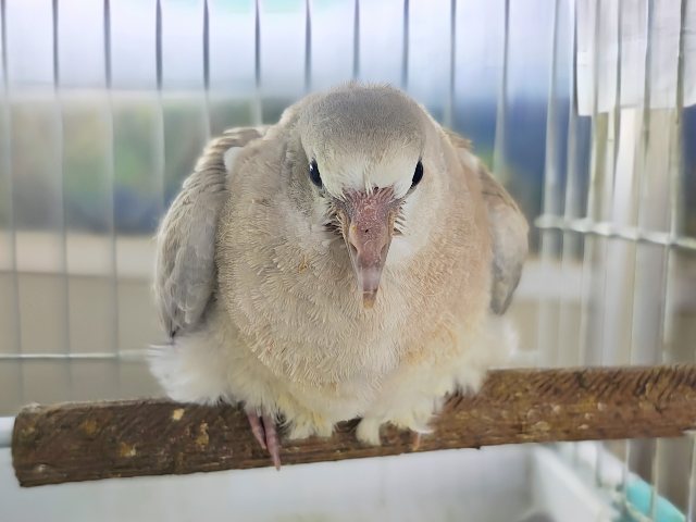 ジュズカケバト