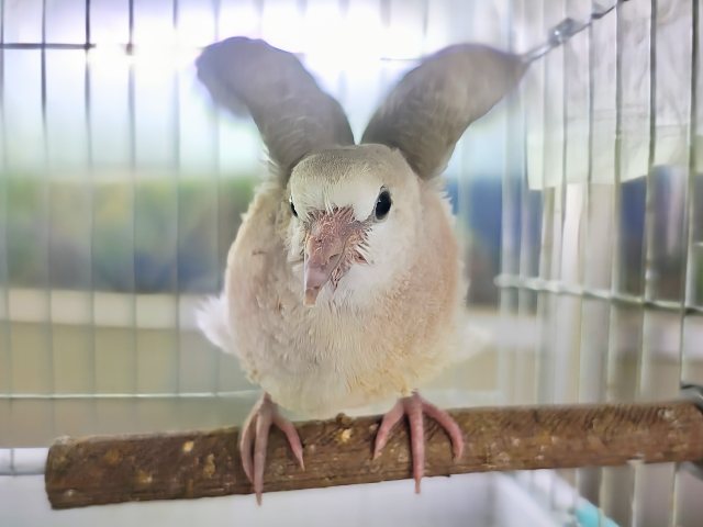 ジュズカケバト