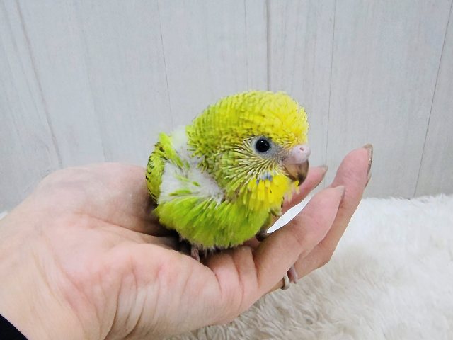 セキセイインコ
