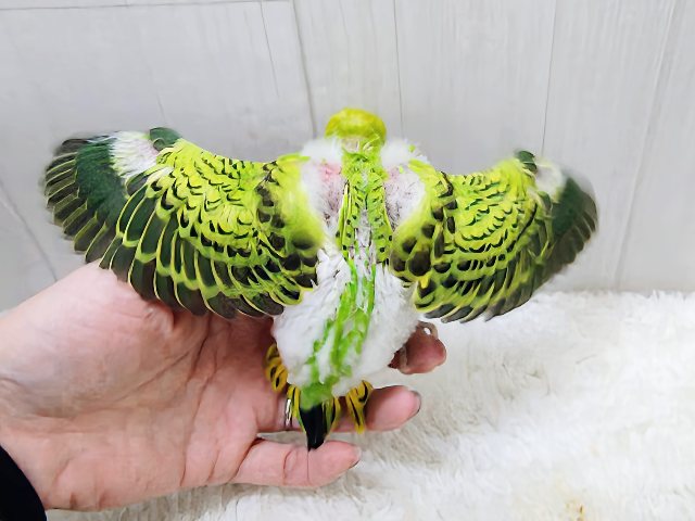 セキセイインコ