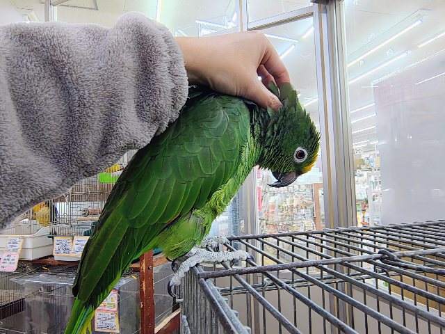 キビタイボウシインコ