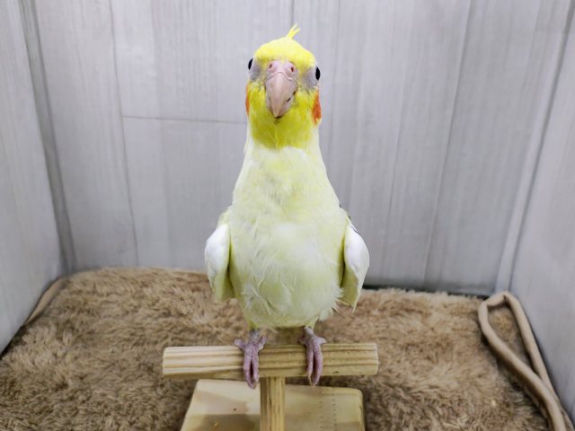 オカメインコ