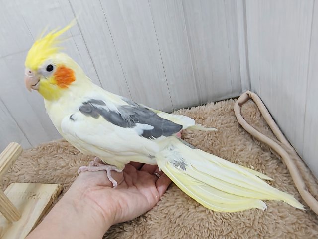 オカメインコ