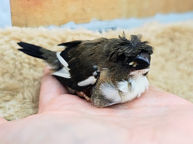 芸物ジュウシマツ