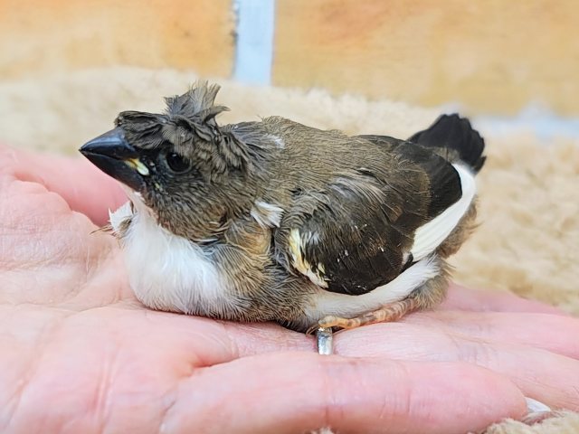 芸物ジュウシマツ