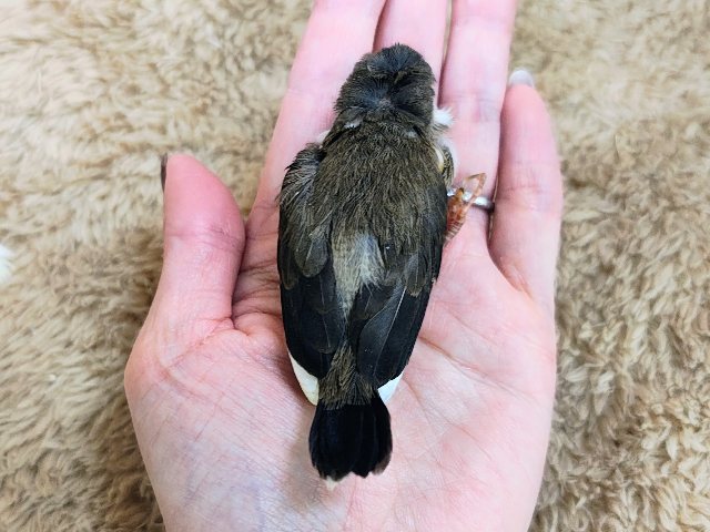 芸物ジュウシマツ