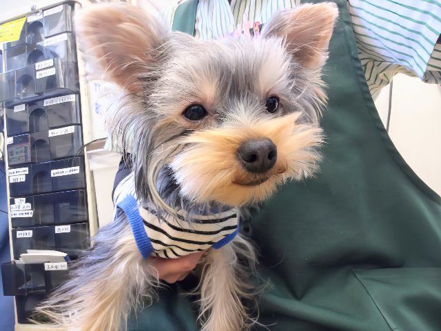 ヨークシャテリア