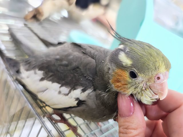 オカメインコ