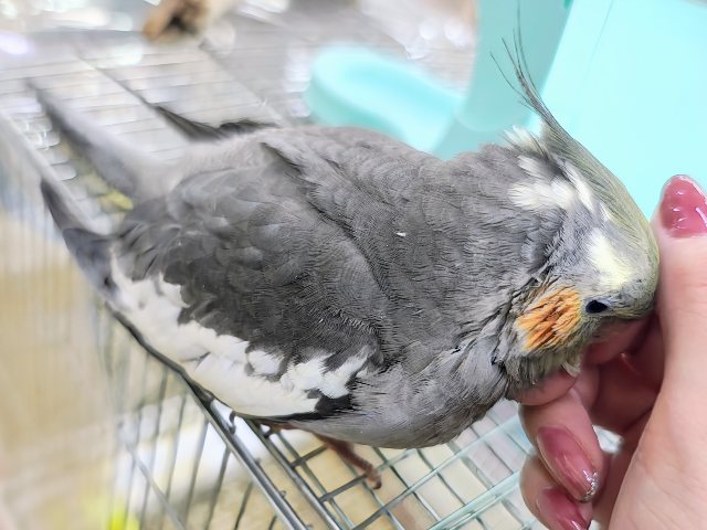 オカメインコ