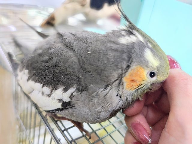 オカメインコ