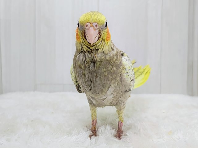 オカメインコ